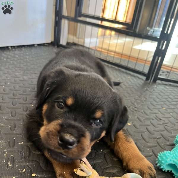 Loki, Rottweiler Puppy