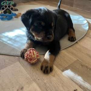 Mystique, Rottweiler Puppy