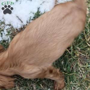 Jolly, Cavalier King Charles Spaniel Puppy