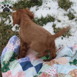 Jolly, Cavalier King Charles Spaniel Puppy