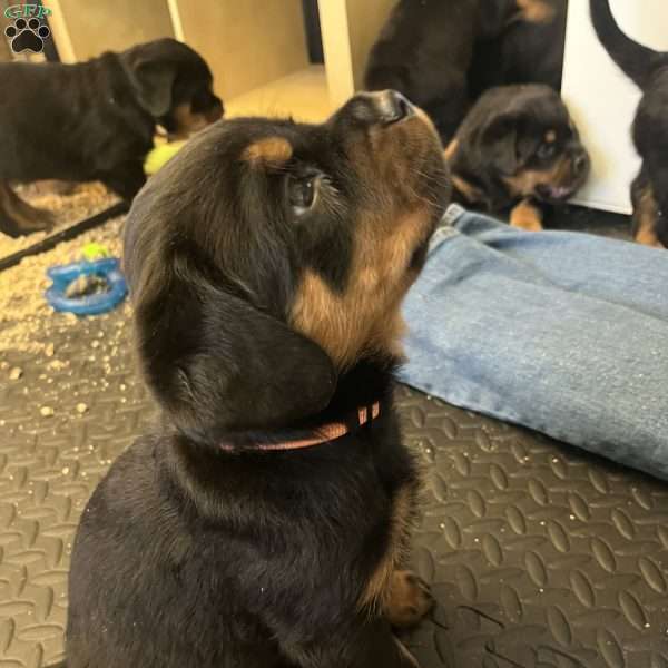 Mystique, Rottweiler Puppy