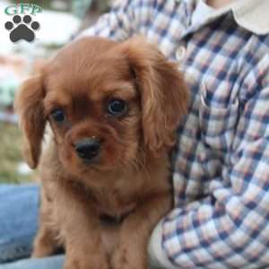 Jolly, Cavalier King Charles Spaniel Puppy