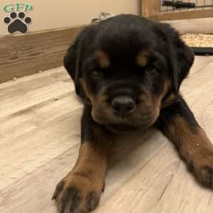 Mystique, Rottweiler Puppy