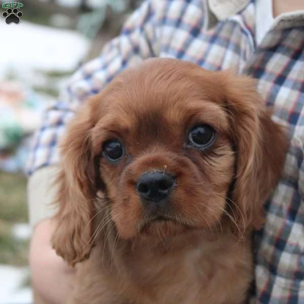 Jolly, Cavalier King Charles Spaniel Puppy