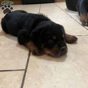 Storm, Rottweiler Puppy