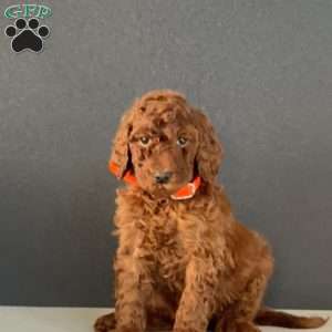 Bandit, Goldendoodle Puppy