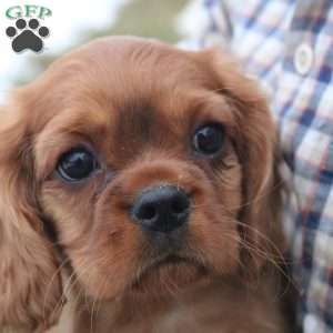 Jolly, Cavalier King Charles Spaniel Puppy