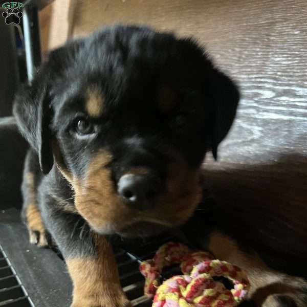 Rogue, Rottweiler Puppy