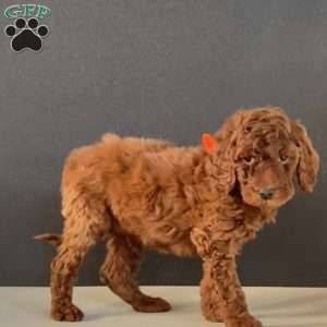 Bandit, Goldendoodle Puppy