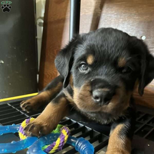 Storm, Rottweiler Puppy