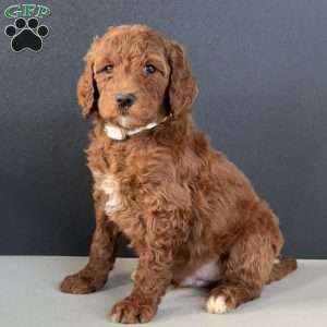 Benji, Goldendoodle Puppy