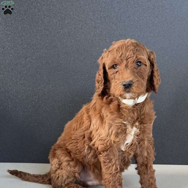 Benji, Goldendoodle Puppy