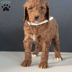 Benji, Goldendoodle Puppy