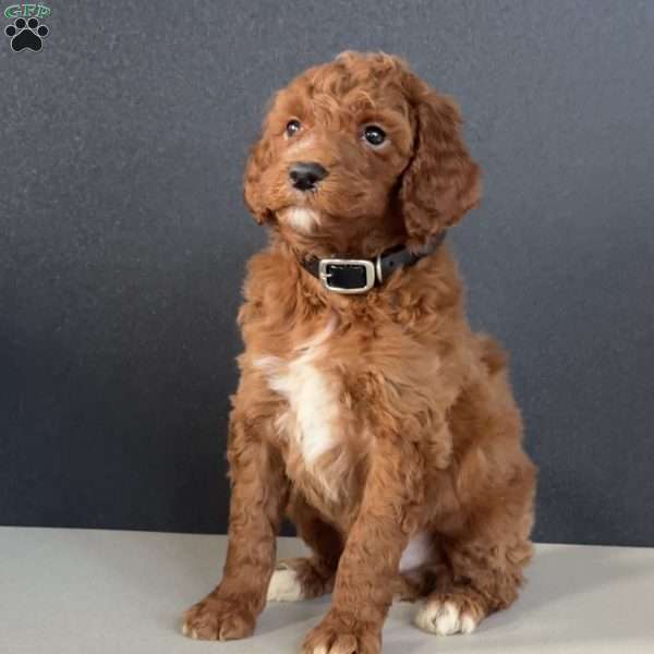 Buster, Goldendoodle Puppy