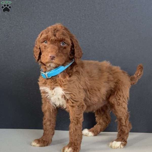 Buck, Goldendoodle Puppy