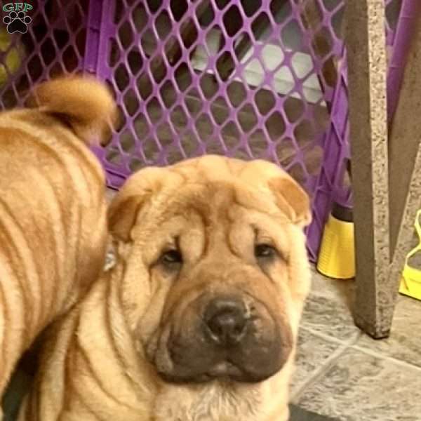 Cindy Lou, Shar Pei Puppy