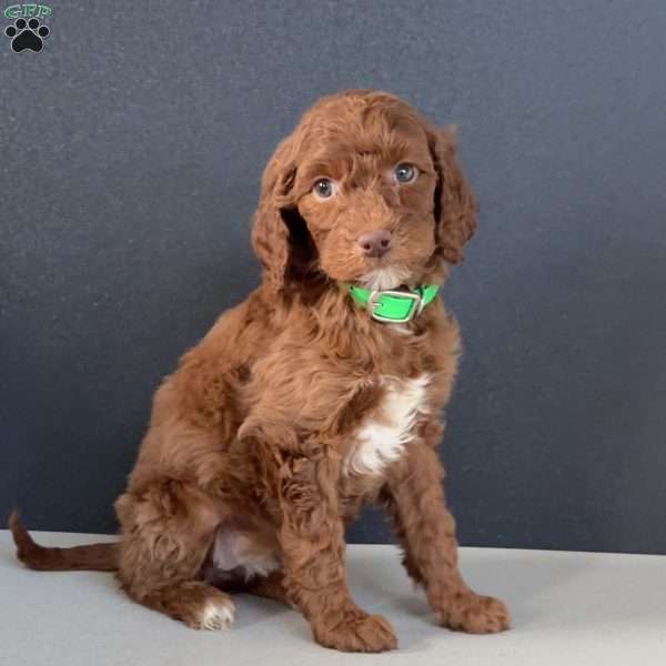 Birdie, Goldendoodle Puppy