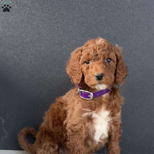 Barney, Goldendoodle Puppy