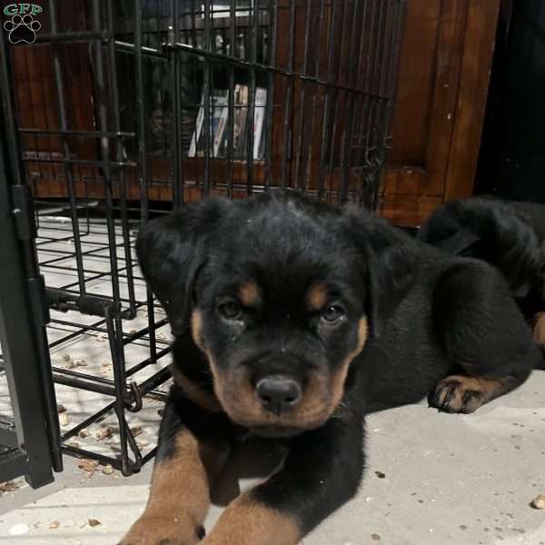 Colossus, Rottweiler Puppy