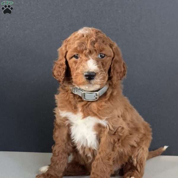 Buddy, Goldendoodle Puppy