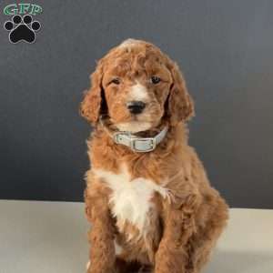 Buddy, Goldendoodle Puppy