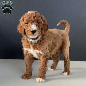 Buddy, Goldendoodle Puppy