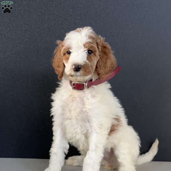 Barbi, Goldendoodle Puppy