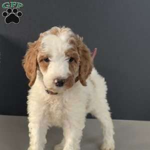 Barbi, Goldendoodle Puppy