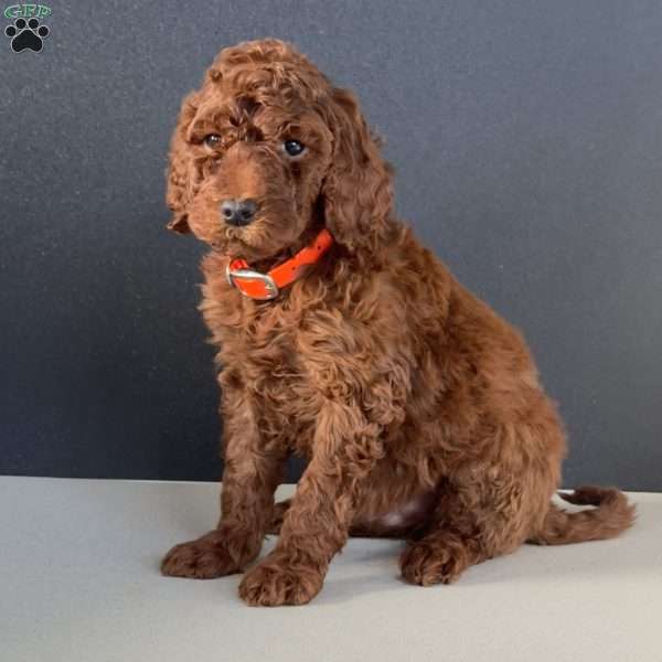 Bandit, Goldendoodle Puppy