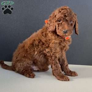 Bandit, Goldendoodle Puppy