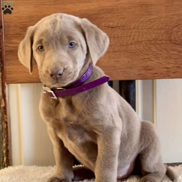 Wanda, Silver Labrador Retriever Puppy