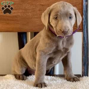 Wanda, Silver Labrador Retriever Puppy