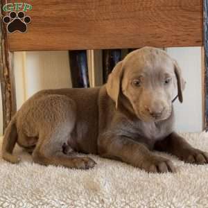 Wanda, Silver Labrador Retriever Puppy