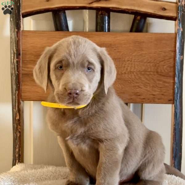 Willie, Silver Labrador Retriever Puppy