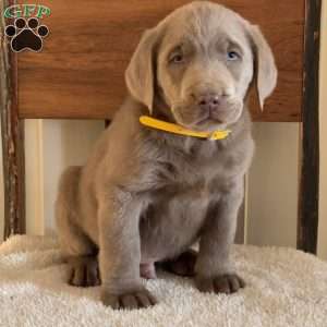 Willie, Silver Labrador Retriever Puppy