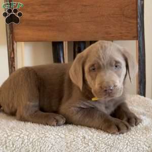 Willie, Silver Labrador Retriever Puppy