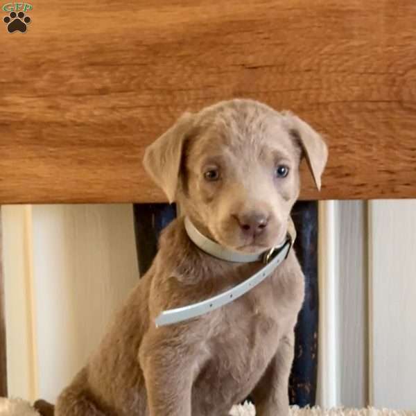 Winnie, Silver Labrador Retriever Puppy