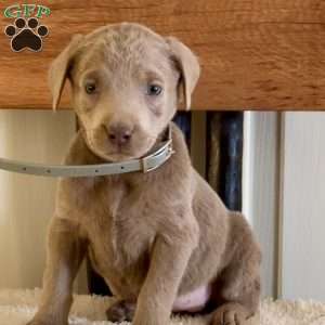 Winnie, Silver Labrador Retriever Puppy