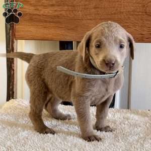 Winnie, Silver Labrador Retriever Puppy