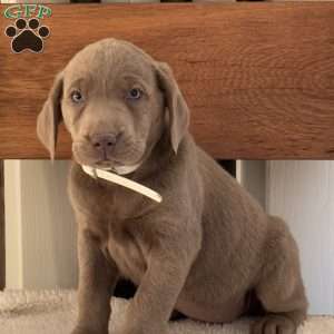 Willow, Silver Labrador Retriever Puppy