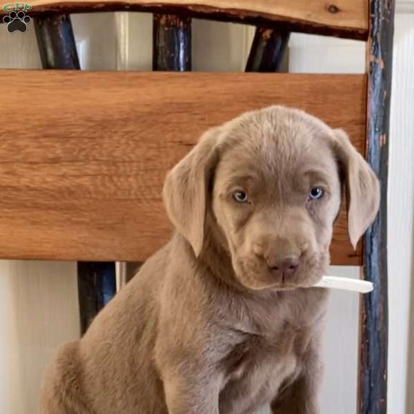 Willow, Silver Labrador Retriever Puppy