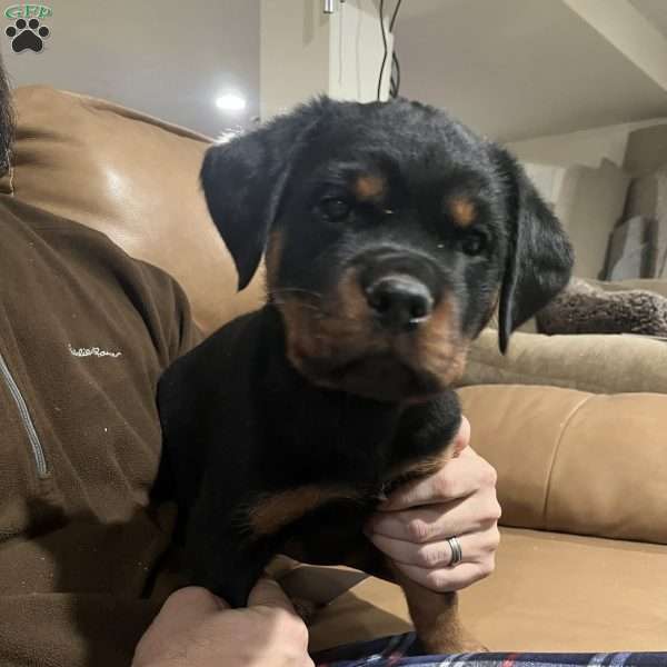 Phoenix, Rottweiler Puppy