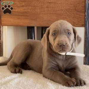 Willow, Silver Labrador Retriever Puppy