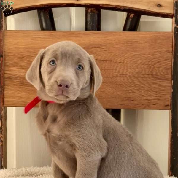 Whitney, Silver Labrador Retriever Puppy