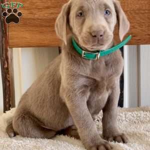 Wilma, Silver Labrador Retriever Puppy