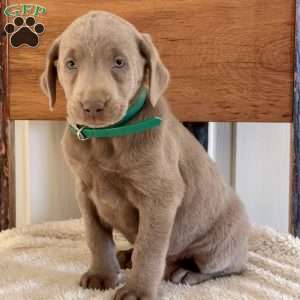 Wilma, Silver Labrador Retriever Puppy