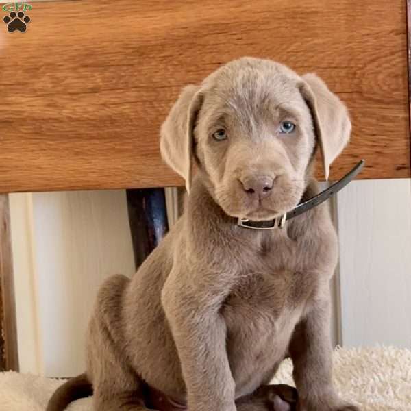 Wilbur, Silver Labrador Retriever Puppy