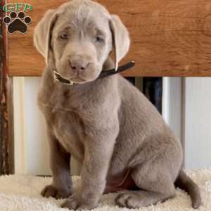 Wilbur, Silver Labrador Retriever Puppy