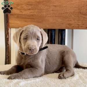 Wilbur, Silver Labrador Retriever Puppy