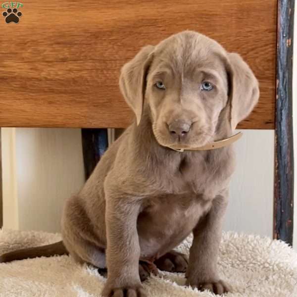 Wally, Silver Labrador Retriever Puppy